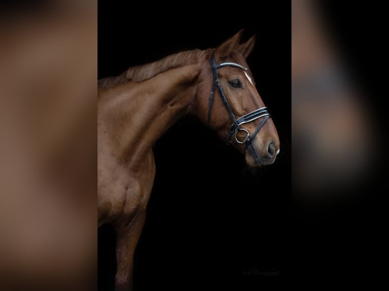 Hanoverian Gelding 13 years 17,2 hh Chestnut-Red in Schwaikheim