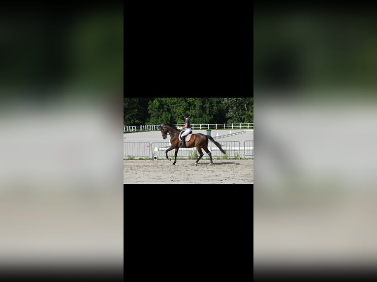 Hanoverian Gelding 13 years 17.3 hh Brown in Wampersdorf