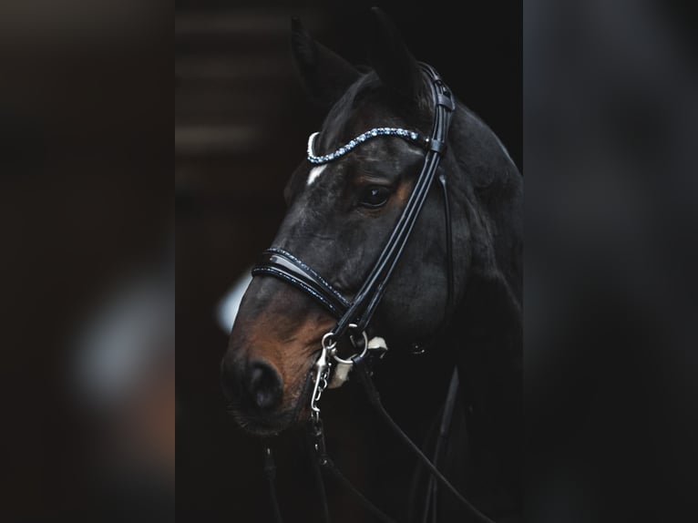 Hanoverian Gelding 13 years 17 hh Bay-Dark in Albisheim