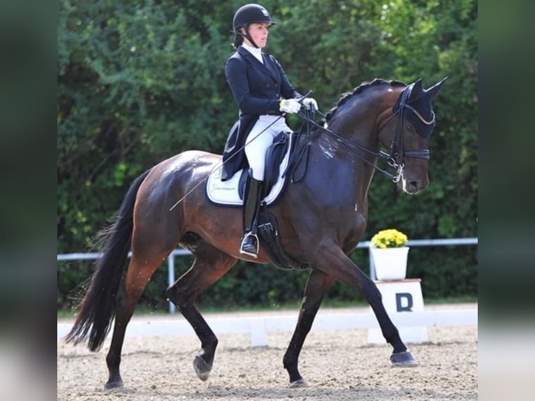 Hanoverian Gelding 13 years 17 hh Bay-Dark in Albisheim