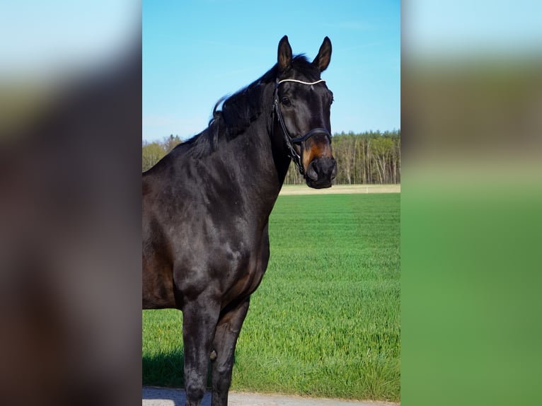 Hanoverian Gelding 13 years 17 hh Bay-Dark in Großhennersdorf