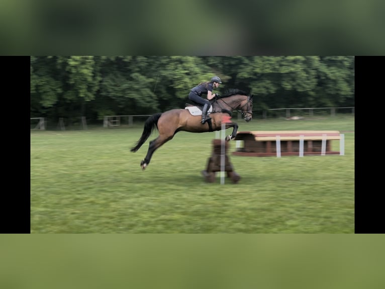 Hanoverian Gelding 13 years 17 hh Bay-Dark in G&#xF6;denstorf