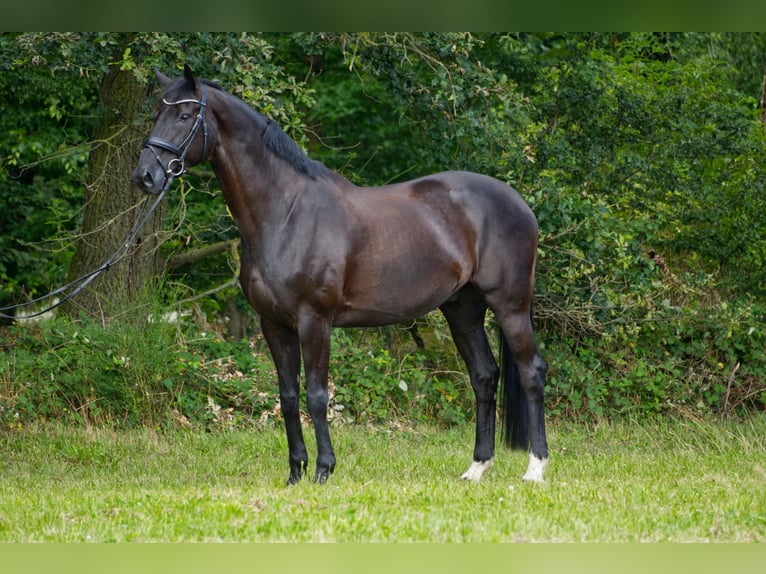 Hanoverian Gelding 13 years 17 hh Black in Innsbruck