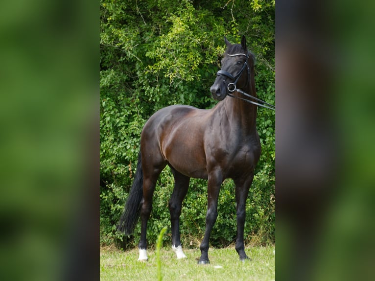 Hanoverian Gelding 13 years 17 hh Black in Innsbruck