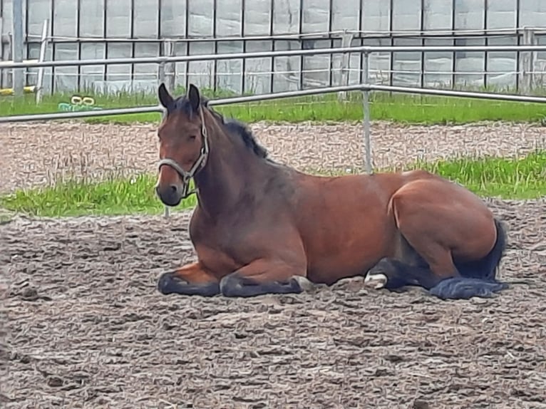 Hanoverian Gelding 13 years 17 hh Brown in Hamburg Neuengamme