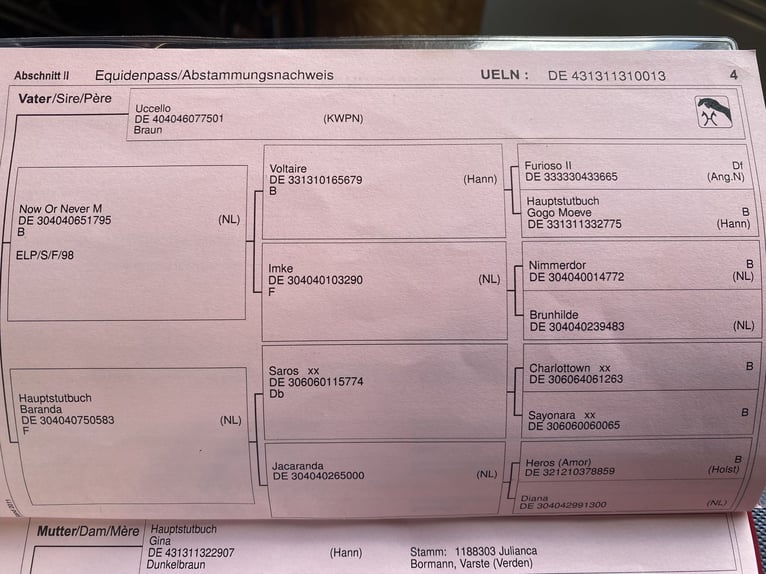 Hanoverian Gelding 13 years 17 hh Brown in Hamburg Neuengamme