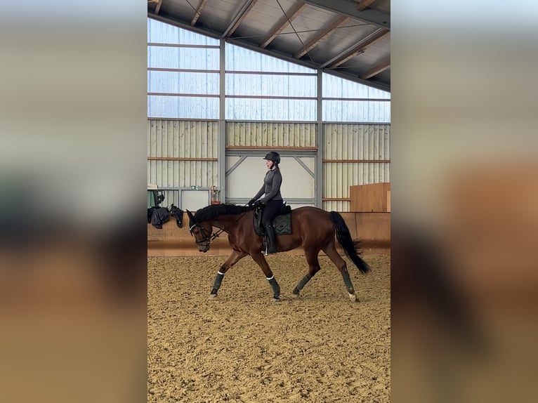 Hanoverian Gelding 13 years 17 hh Brown in Jüchen