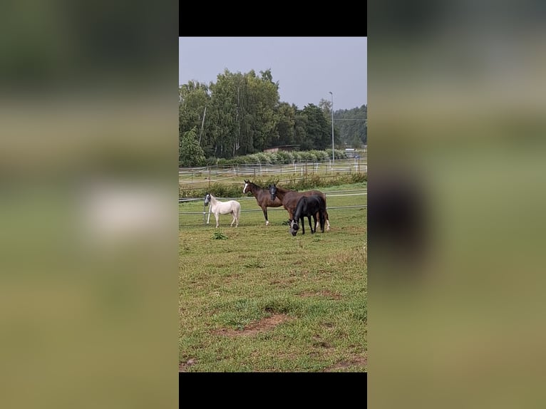 Hanoverian Gelding 13 years 17 hh Brown in Mitwitz Hanoverian Gelding 13 years 17 hh Brown in Mitwitz