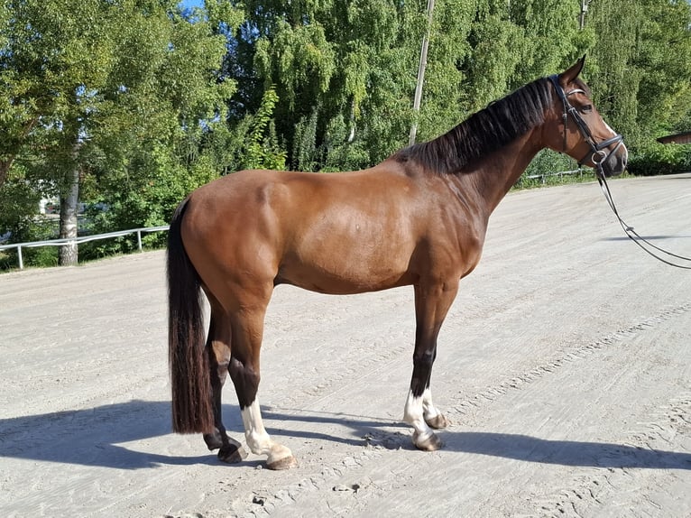 Hanoverian Gelding 13 years 17 hh Brown in Mitwitz Hanoverian Gelding 13 years 17 hh Brown in Mitwitz