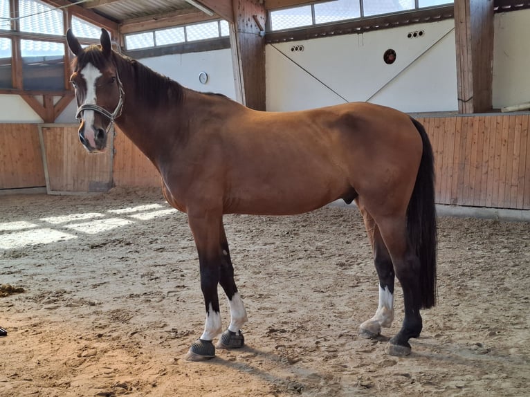 Hanoverian Gelding 13 years 17 hh Brown in Mitwitz Hanoverian Gelding 13 years 17 hh Brown in Mitwitz