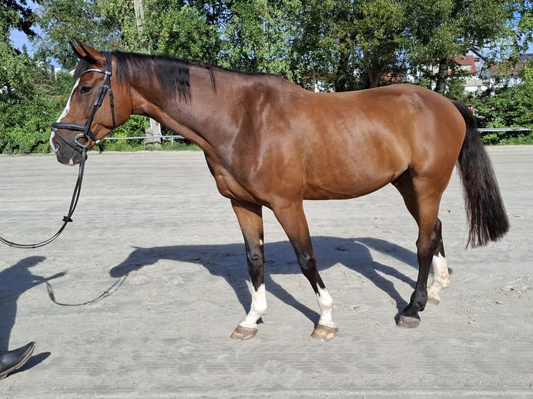 Hanoverian Gelding 13 years 17 hh Brown in Mitwitz Hanoverian Gelding 13 years 17 hh Brown in Mitwitz