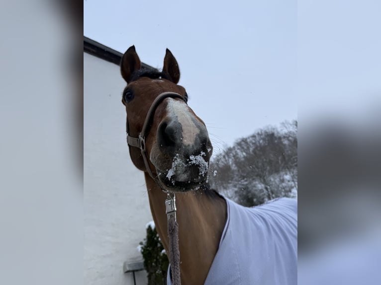 Hanoverian Gelding 13 years 17 hh Brown in Heiligenhaus