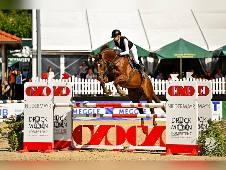 Hanoverian Gelding 13 years 17 hh Chestnut in Gilching