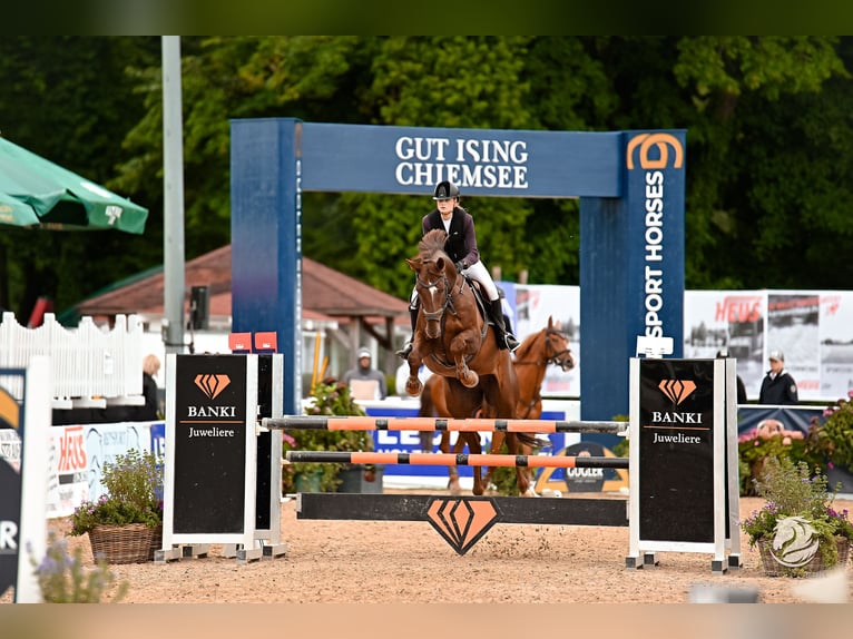 Hanoverian Gelding 13 years 17 hh Chestnut in Gilching