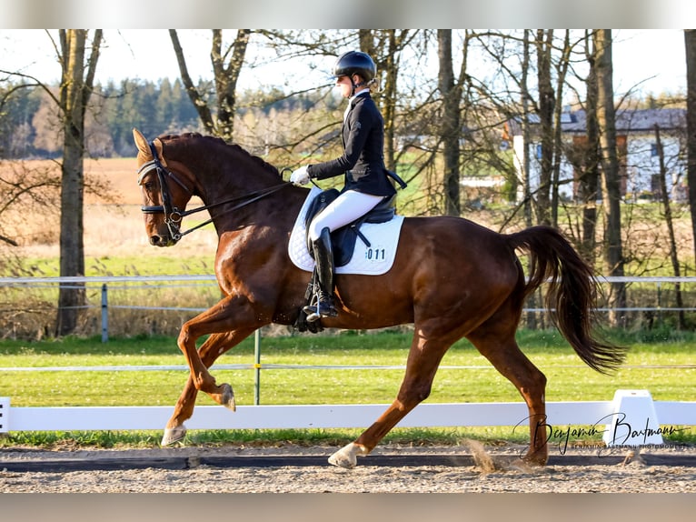 Hanoverian Gelding 13 years 17 hh Chestnut in Karlsfeld
