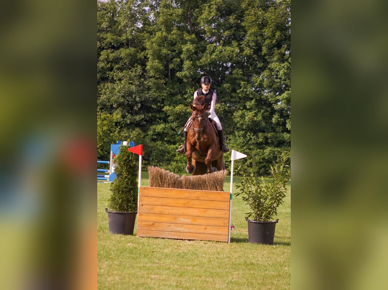 Hanoverian Gelding 13 years 17 hh Chestnut in Karlsfeld