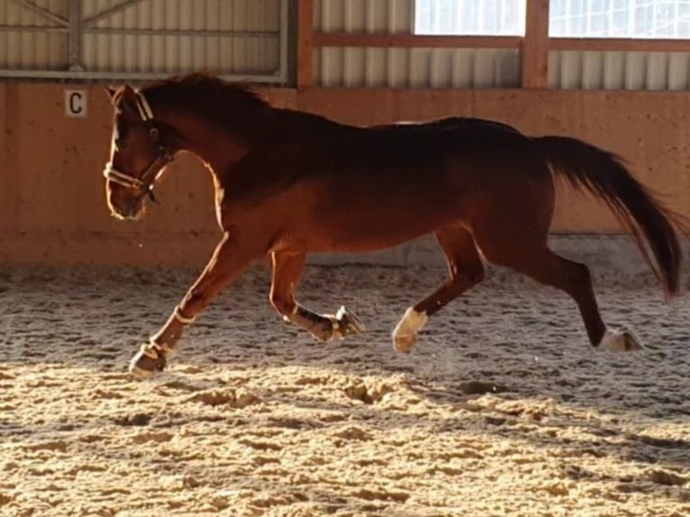 Hanoverian Gelding 13 years 17 hh Chestnut-Red in Küsnacht ZH