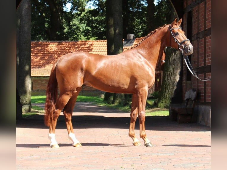 Hanoverian Gelding 13 years 17 hh Chestnut-Red in Küsnacht ZH