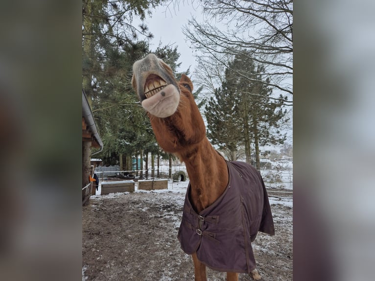 Hanoverian Mix Gelding 13 years 17 hh Chestnut-Red in Fürstenwalde/Spree
