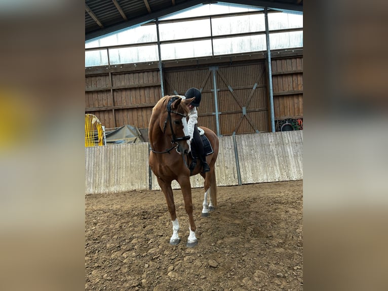 Hanoverian Mix Gelding 13 years 17 hh Chestnut-Red in Fürstenwalde/Spree