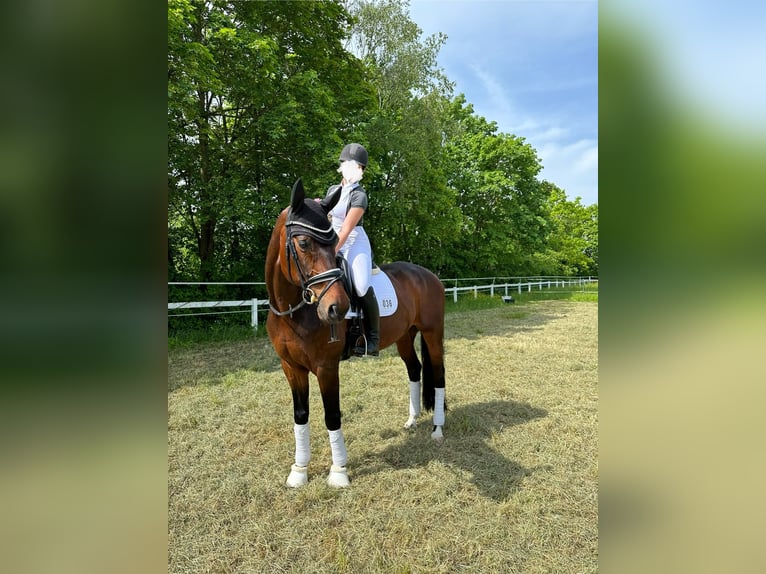 Hanoverian Gelding 13 years 17 hh in Pforzheim