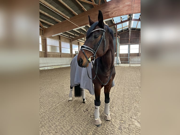 Hanoverian Gelding 13 years 17 hh in Pforzheim