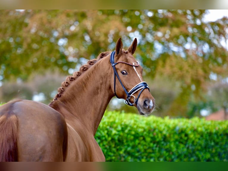 Hanoverian Gelding 13 years 17 hh in Vechta