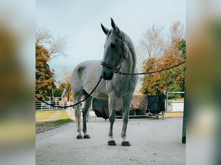 Hanoverian Mix Gelding 13 years 17 hh Grey-Fleabitten in Heiligenhafen