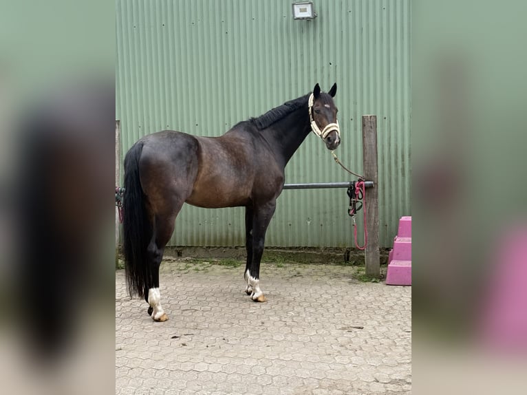 Hanoverian Gelding 13 years 17 hh Smoky-Black in CuxhavenCuxhaven