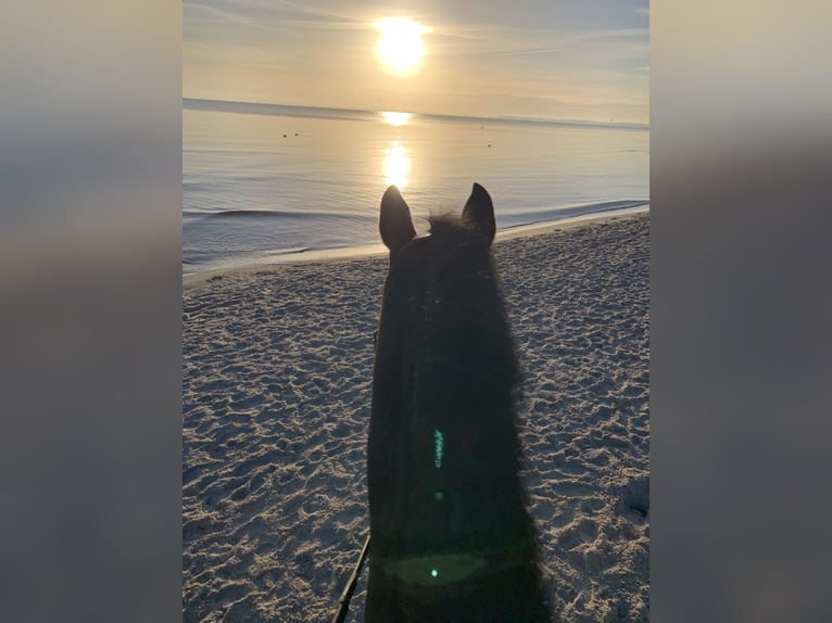Hanoverian Gelding 13 years 17,1 hh Black in Neritz