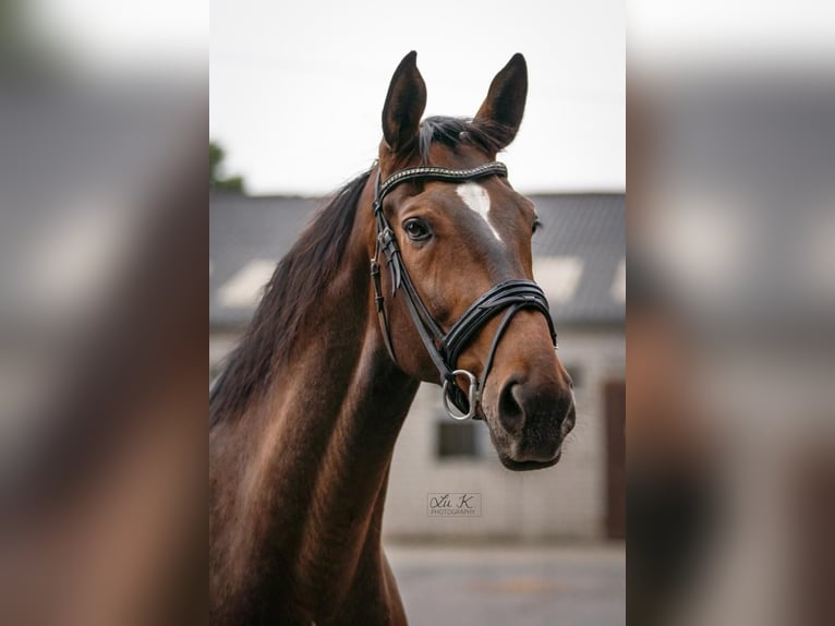 Hanoverian Gelding 13 years 17,1 hh Brown in Blomberg