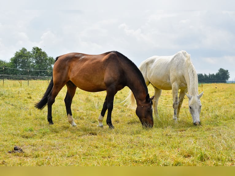 Hanoverian Gelding 13 years 17,2 hh Bay-Dark in Eddelak