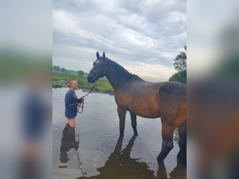 Hanoverian Gelding 13 years 17,2 hh Bay-Dark in Eddelak
