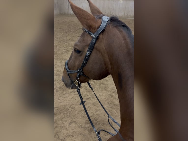 Hanoverian Gelding 13 years 17,2 hh Chestnut in Dielsdorf