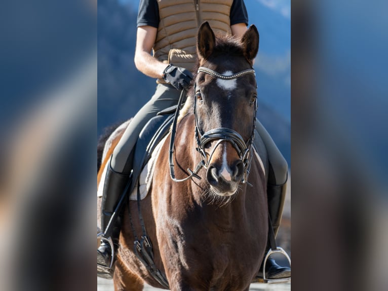 Hanoverian Gelding 13 years 18 hh Bay-Dark in Innsbruck