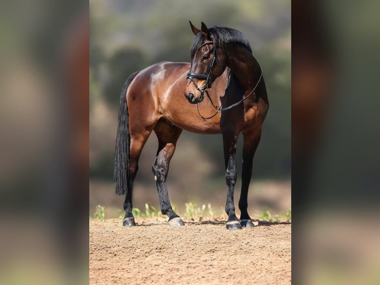 Hanoverian Gelding 13 years 18 hh Bay-Dark in Sinsheim