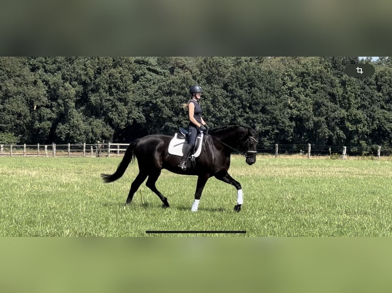 Hanoverian Gelding 13 years 18 hh Black in Langwedel