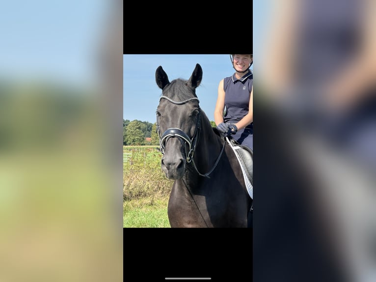 Hanoverian Gelding 13 years 18 hh Black in Langwedel