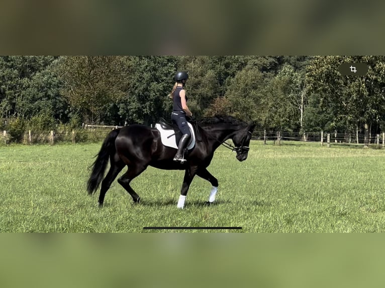 Hanoverian Gelding 13 years 18 hh Black in Langwedel