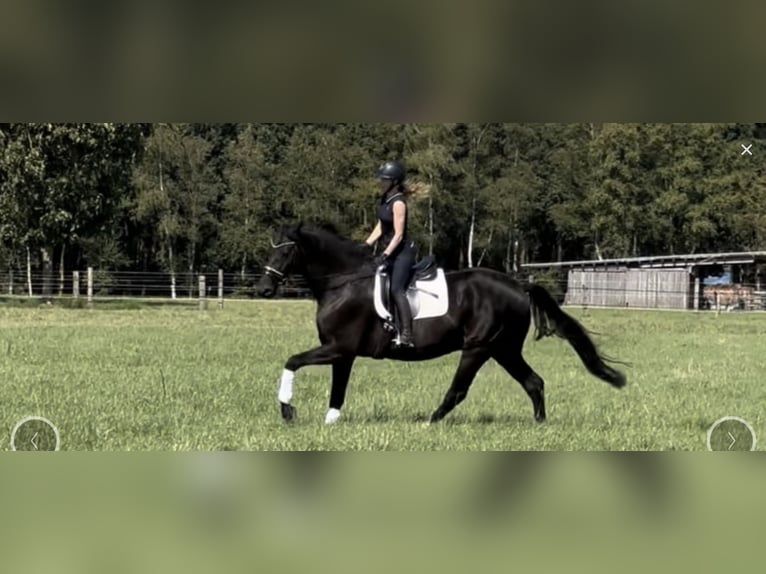 Hanoverian Gelding 13 years 18 hh Black in Langwedel