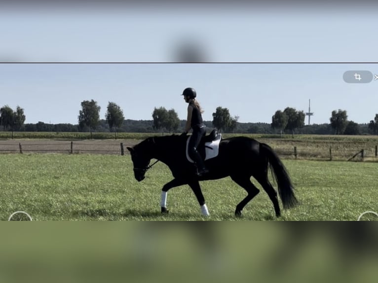 Hanoverian Gelding 13 years 18 hh Black in Langwedel