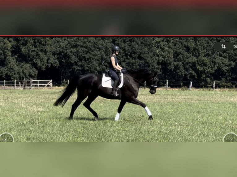 Hanoverian Gelding 13 years 18 hh Black in Langwedel