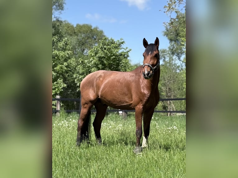 Hanoverian Gelding 13 years 18 hh Brown-Light in Wolfenbüttel