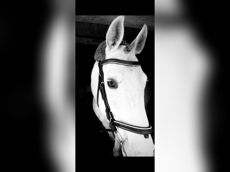 Hanoverian Gelding 14 years 15,3 hh Gray in Osterode am Harz