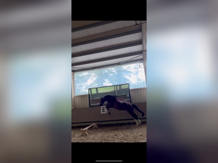 Hanoverian Gelding 14 years 15,2 hh Brown in Nisterau