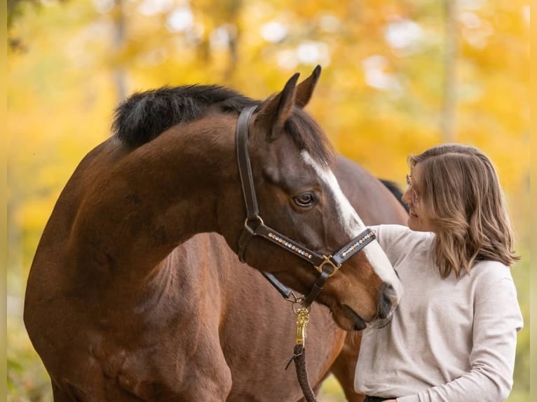 Hanoverian Gelding 14 years 15,2 hh Brown in Nisterau