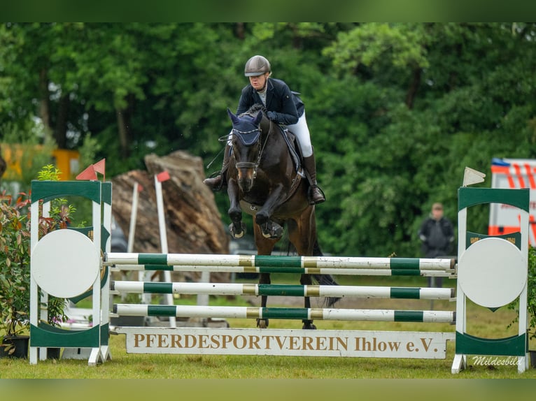 Hanoverian Gelding 14 years 15,3 hh Brown in Wiefelstede