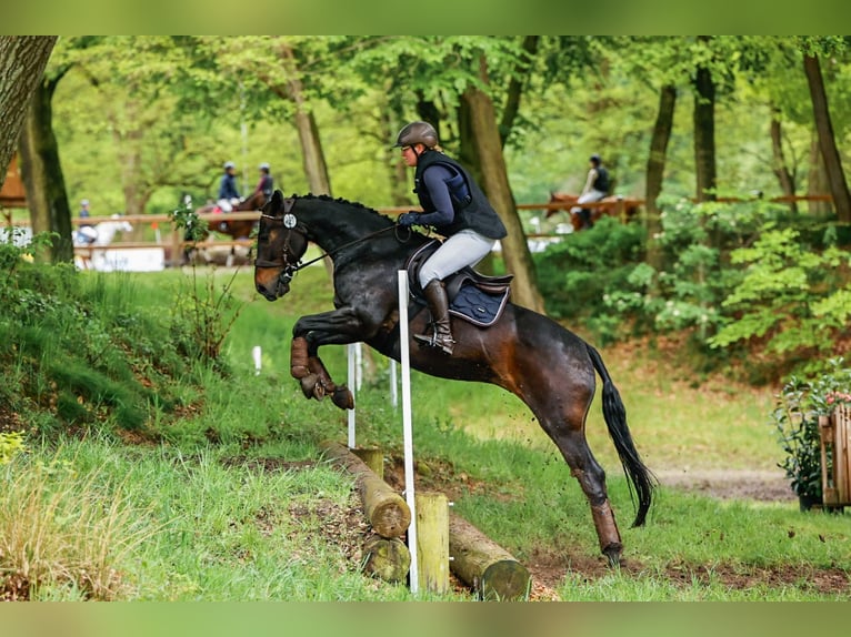 Hanoverian Gelding 14 years 15,3 hh Brown in Wiefelstede