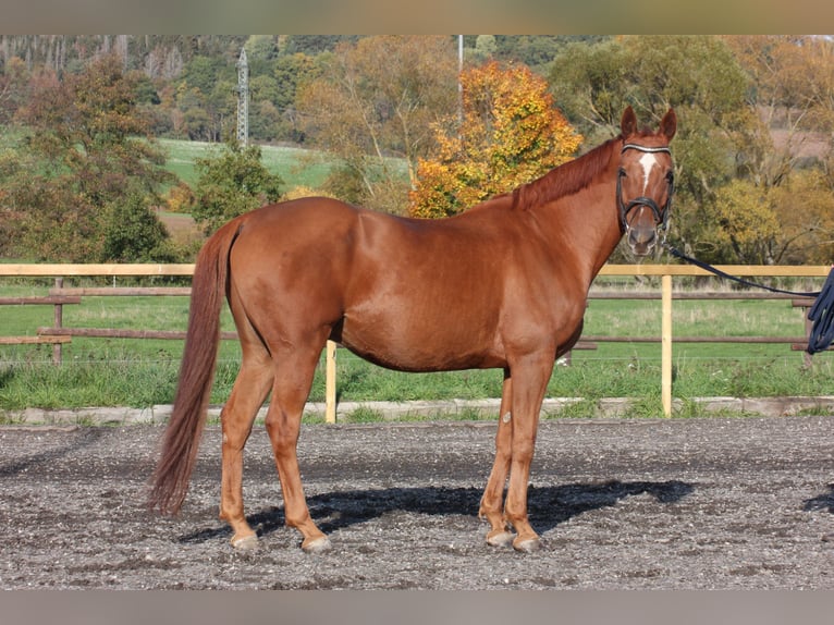 Hanoverian Gelding 14 years 16.1 hh Chestnut-Red in Wartenberg