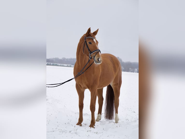 Hanoverian Gelding 14 years 16.1 hh Chestnut-Red in Petershagen